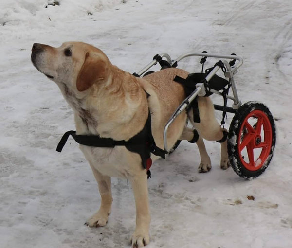 Best Friend Mobility Standard Rear Support Dog Wheelchair FML Elite - LARGE
