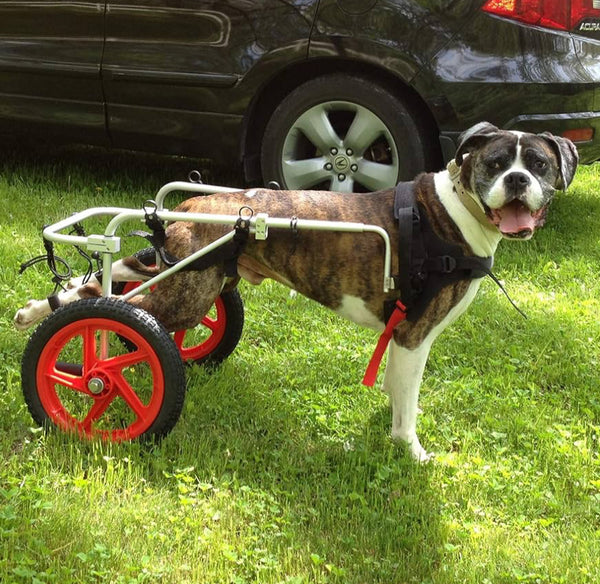 Best Friend Mobility Standard Rear Support Dog Wheelchair FML Elite - LARGE